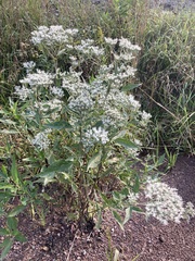 Eupatorium