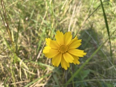 Coreopsis lanceolata