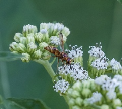Euodynerus pratensis