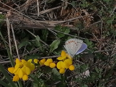 Polyommatus