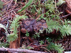 Ciboria rufofusca