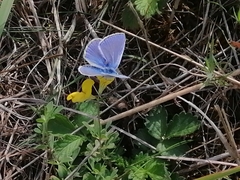Polyommatus
