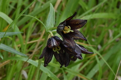 Fritillaria camschatcensis