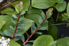 Hypericum anagalloides