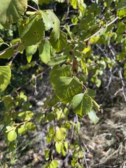 Betula occidentalis