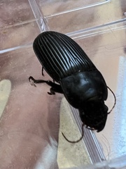Harpalus caliginosus