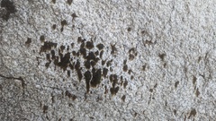 Hygrohypnum