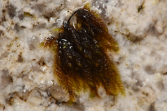 Hygrohypnum