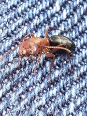 Myrmentoma