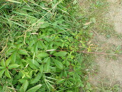 Parthenocissus quinquefolia