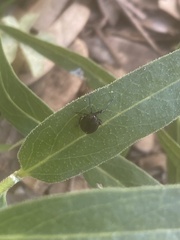 Phylloscelis atra