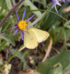 Colias meadii