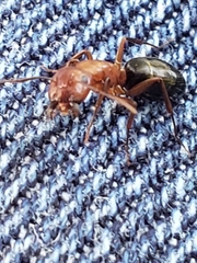 Myrmentoma