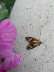 Cyanopepla submacula