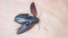 Oxyhaloa deusta