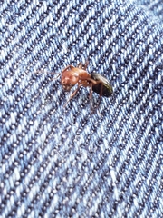 Myrmentoma