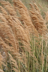 Calamagrostis pseudophragmites