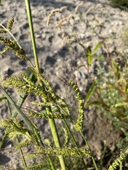 Echinochloa
