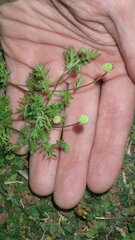 Cotula australis