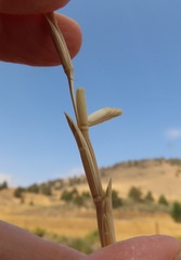 Thinopyrum obtusiflorum