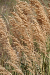 Calamagrostis pseudophragmites