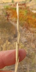 Thinopyrum obtusiflorum