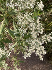 Eupatorium