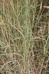 Calamagrostis pseudophragmites