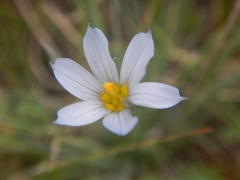 Sisyrinchium pallidum