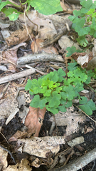 Oxalis stricta