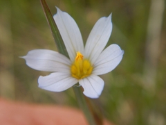 Sisyrinchium pallidum