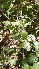 Eurybia divaricata