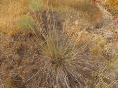 Thinopyrum obtusiflorum