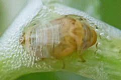 Clastoptera testacea