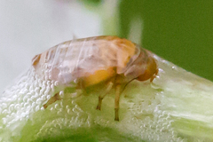 Clastoptera testacea