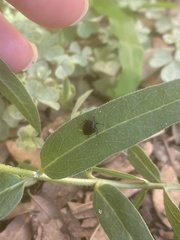 Phylloscelis atra