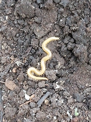 Haplophilus subterraneus