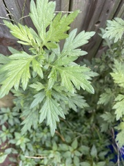 Artemisia indica