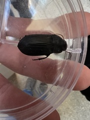 Harpalus caliginosus