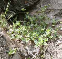 Mirabilis oxybaphoides