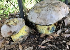 Caloboletus radicans