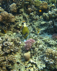 Balistoides viridescens