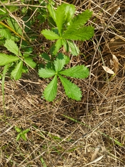Potentilla simplex