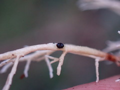 Opegrapha sphaerophoricola