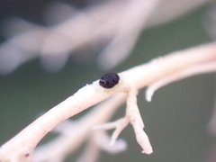 Opegrapha sphaerophoricola