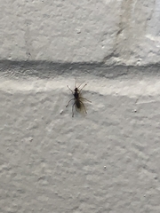 Camponotus floridanus