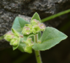Mirabilis oxybaphoides