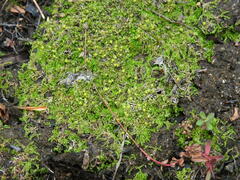 Lophocolea heterophylla