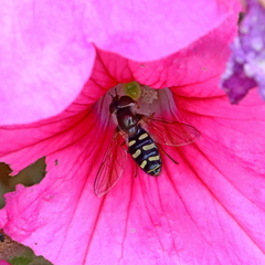 Syrphini
