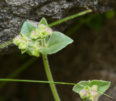Mirabilis oxybaphoides